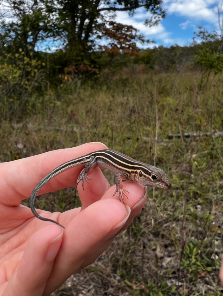 Prairie Racerunner